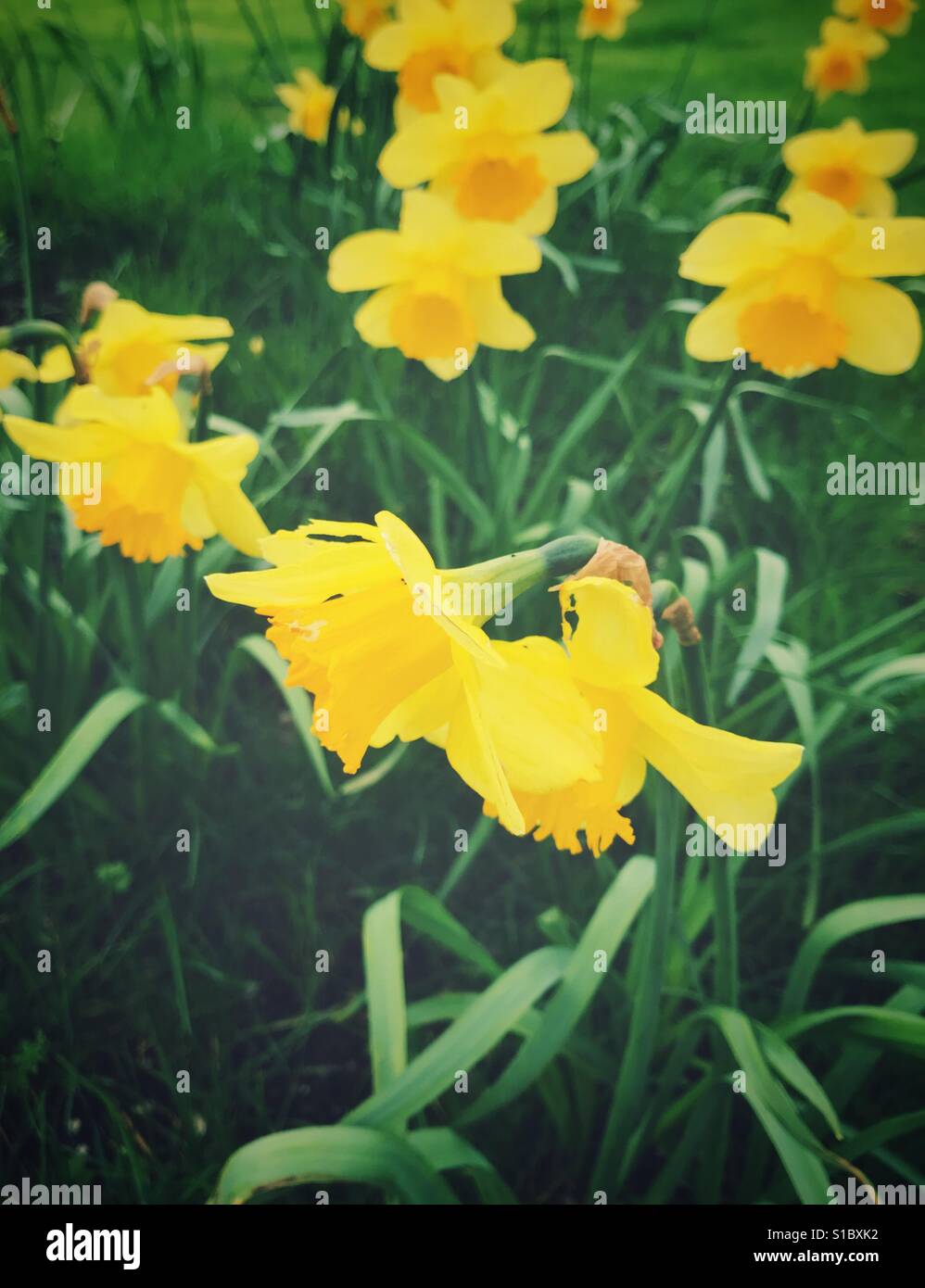 Yellow daffodils blooming in spring Stock Photo
