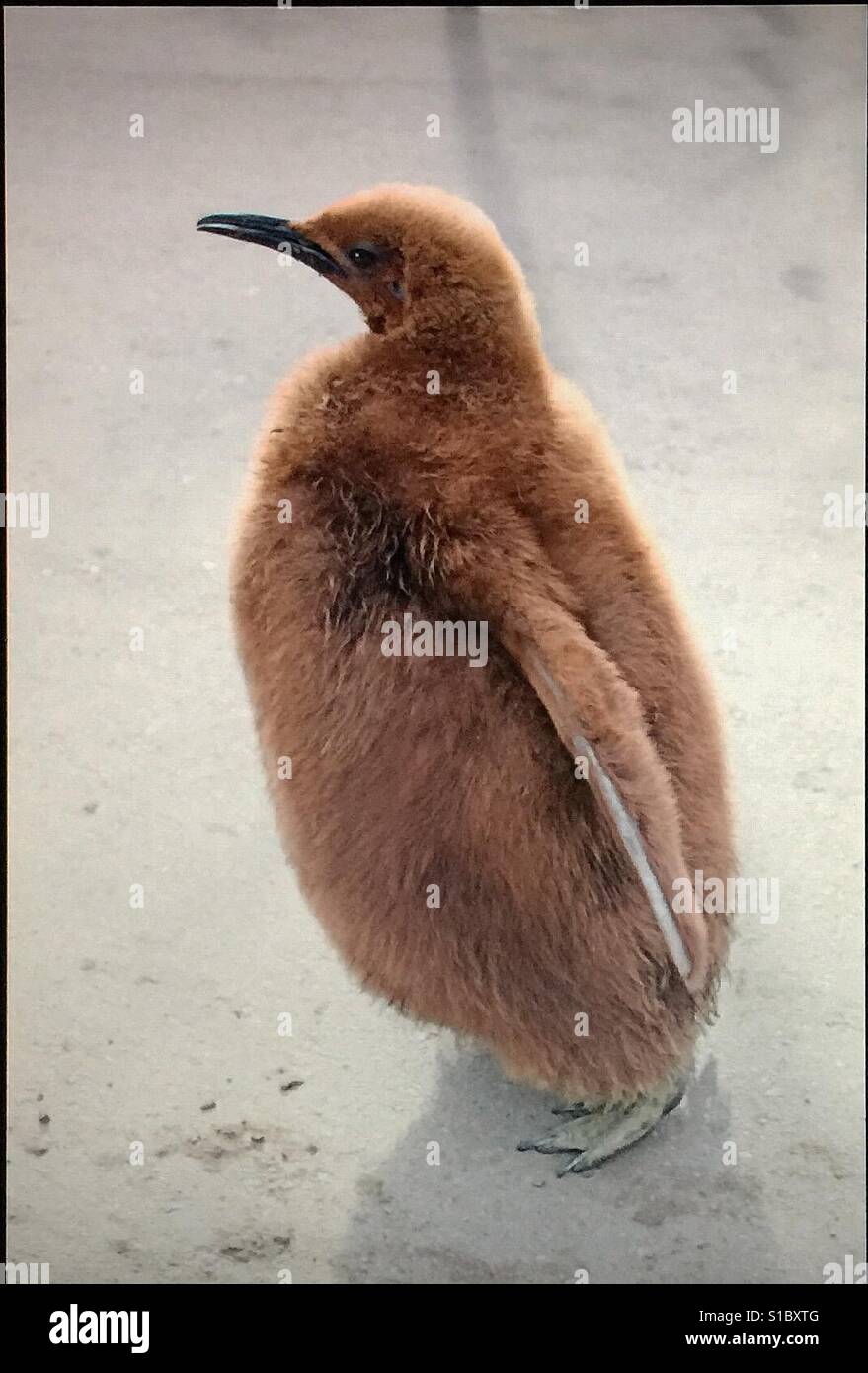 Juvenile King Penguin - Smartphone Captured Stock Image