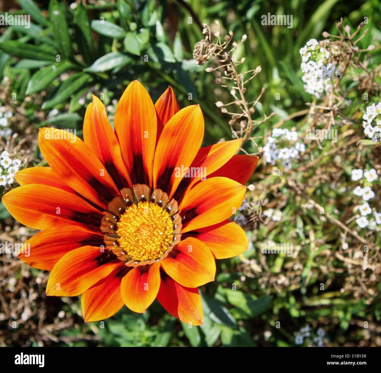 Orange wildflowers hires stock photography and images Alamy
