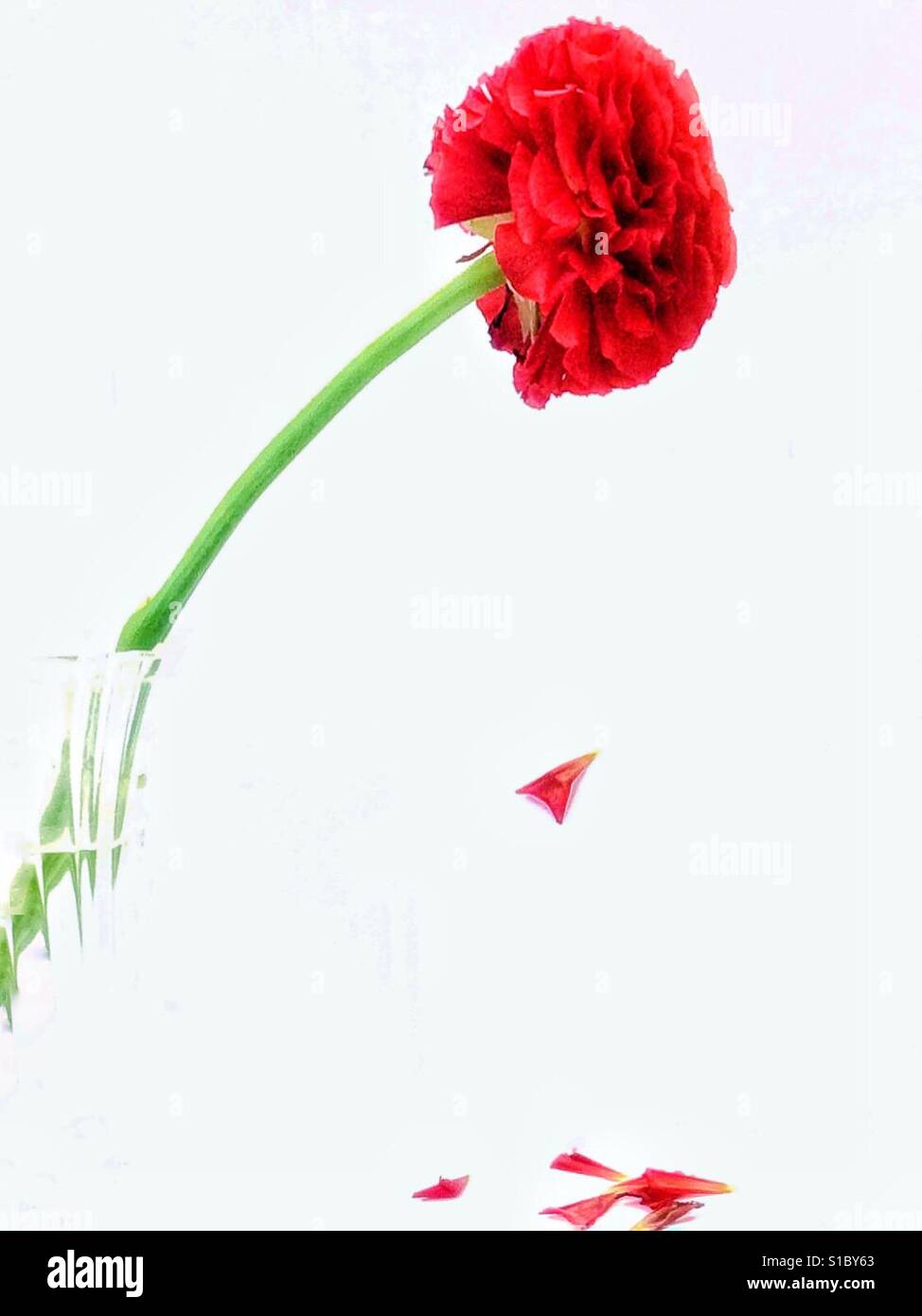 Cut flower, falling petals Stock Photo Alamy
