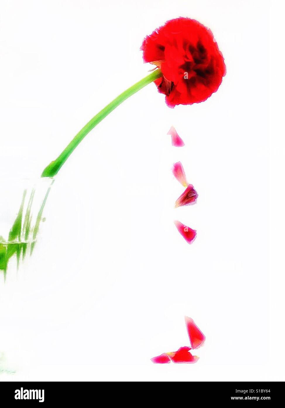 Falling petals Stock Photo Alamy