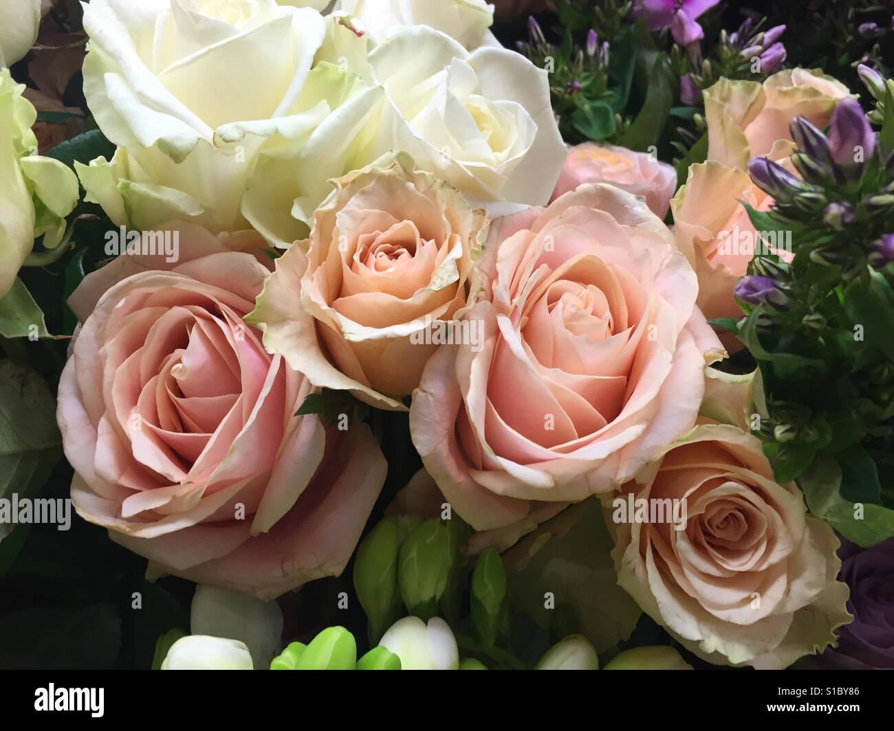 Light pink Roses in a flower shop in London, UK before Valentines Day
