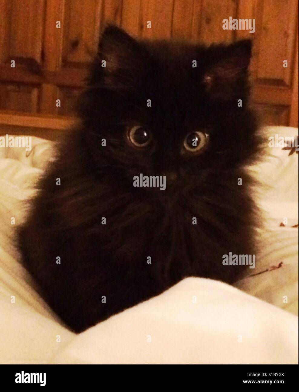 Black cross eyed kitten - Smartphone Captured Stock Image