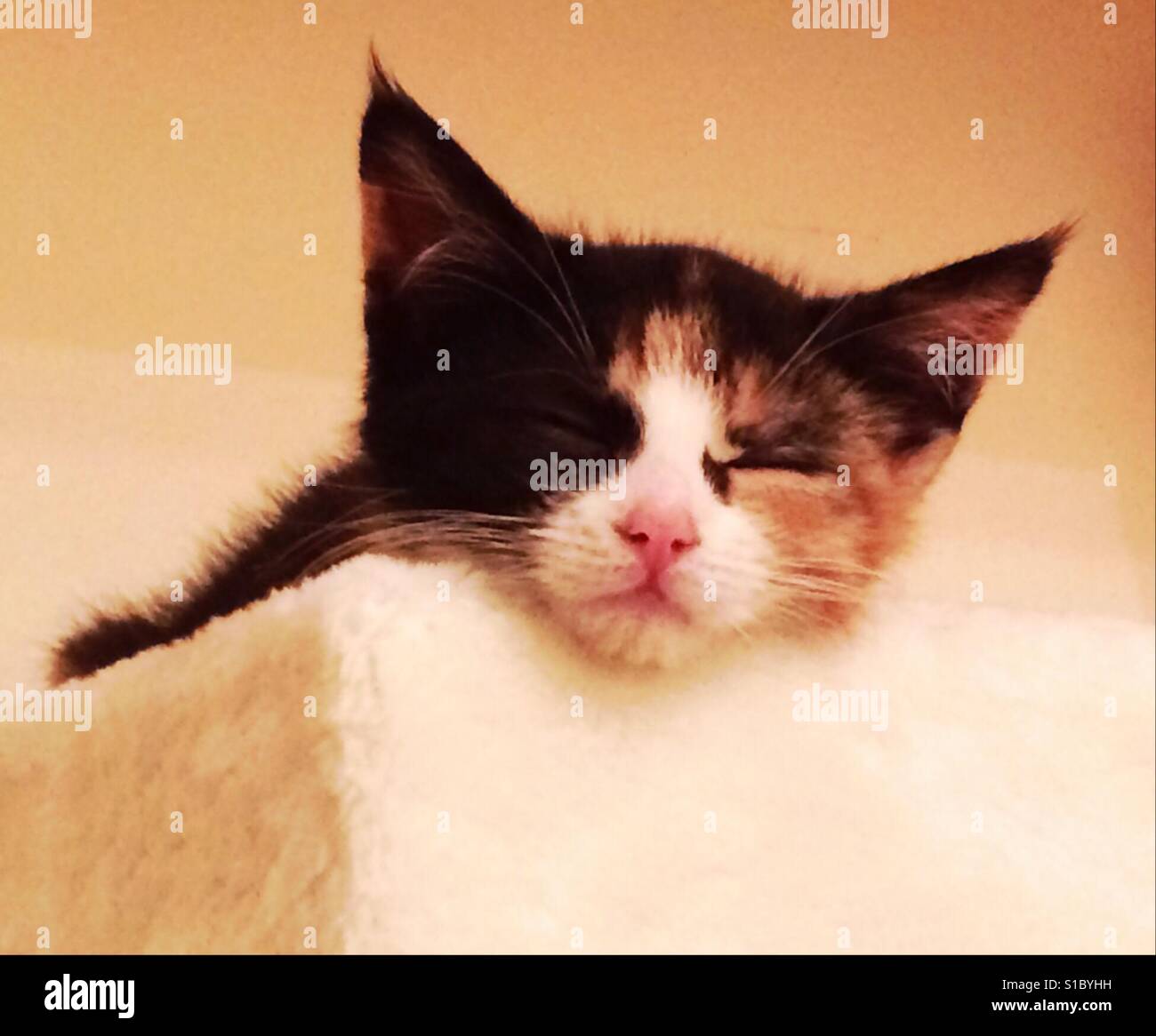 Tortoiseshell kitten snoozing - Smartphone Captured Stock Image