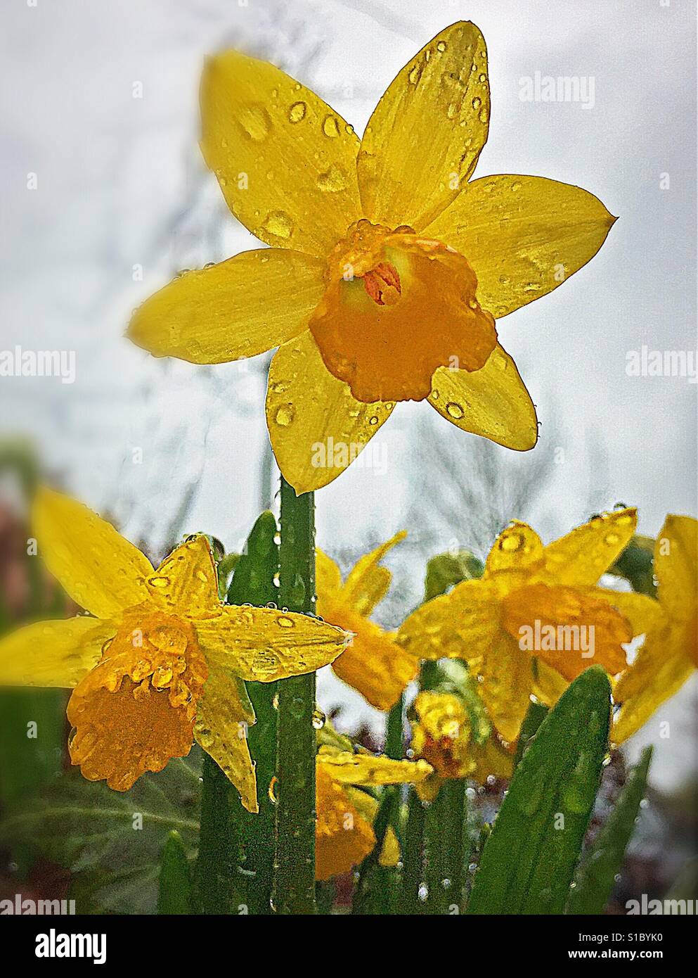 Hyacinth in the rain! - Smartphone Captured Stock Image