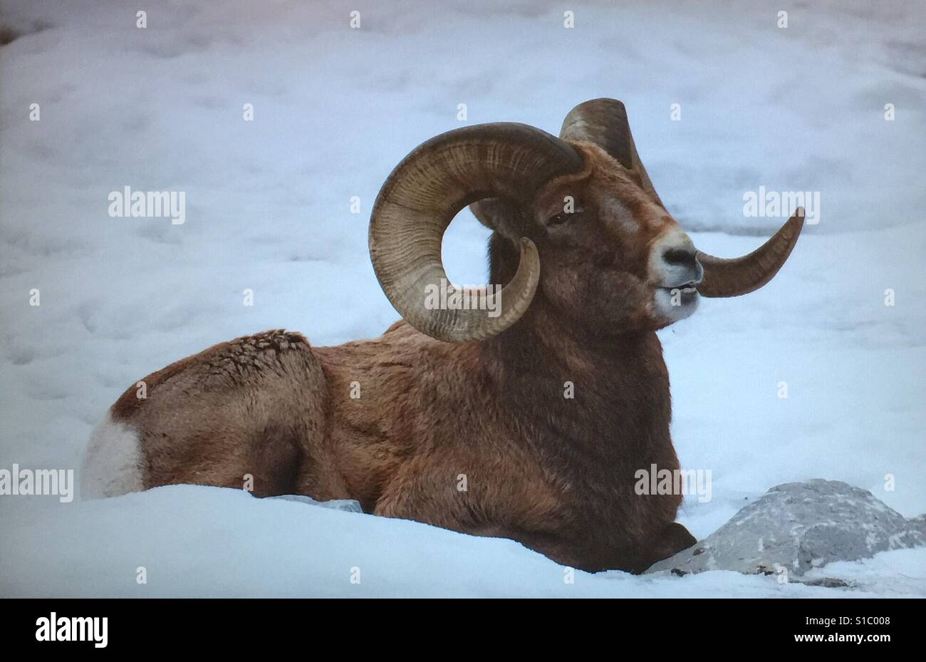 Rocky Mountain Big Horn Sheep,  in captivity - Smartphone Captured Stock Image