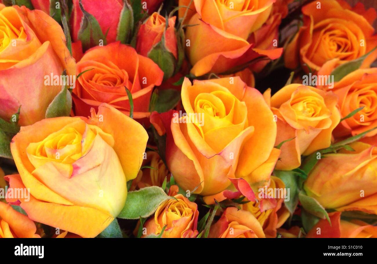 A bouquet of roses Stock Photo Alamy