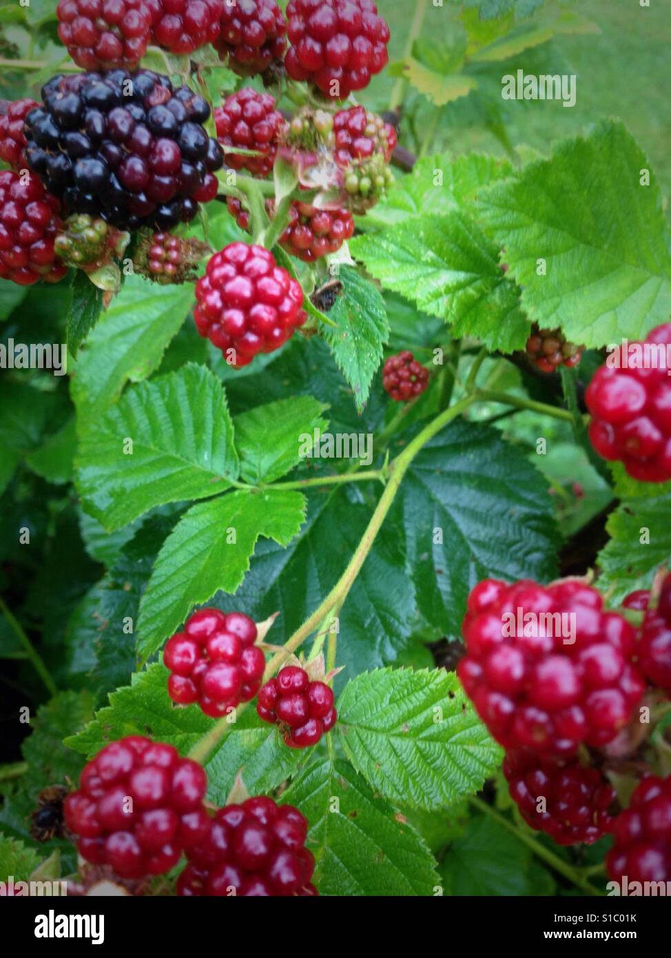Blackberry bush hires stock photography and images Alamy