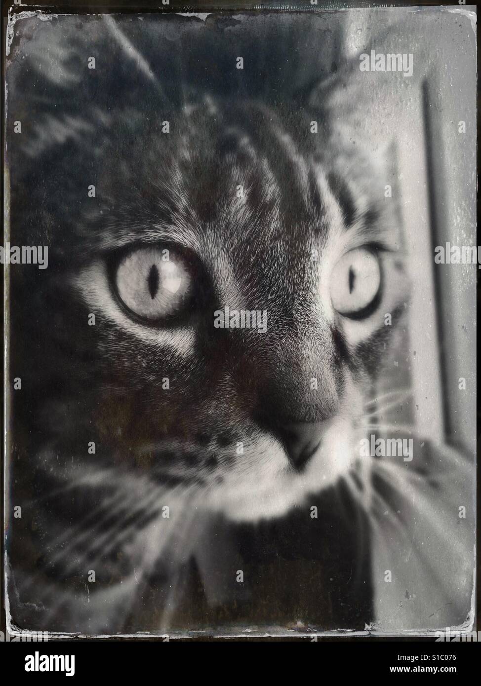 Vintage tabby - Smartphone Captured Stock Image