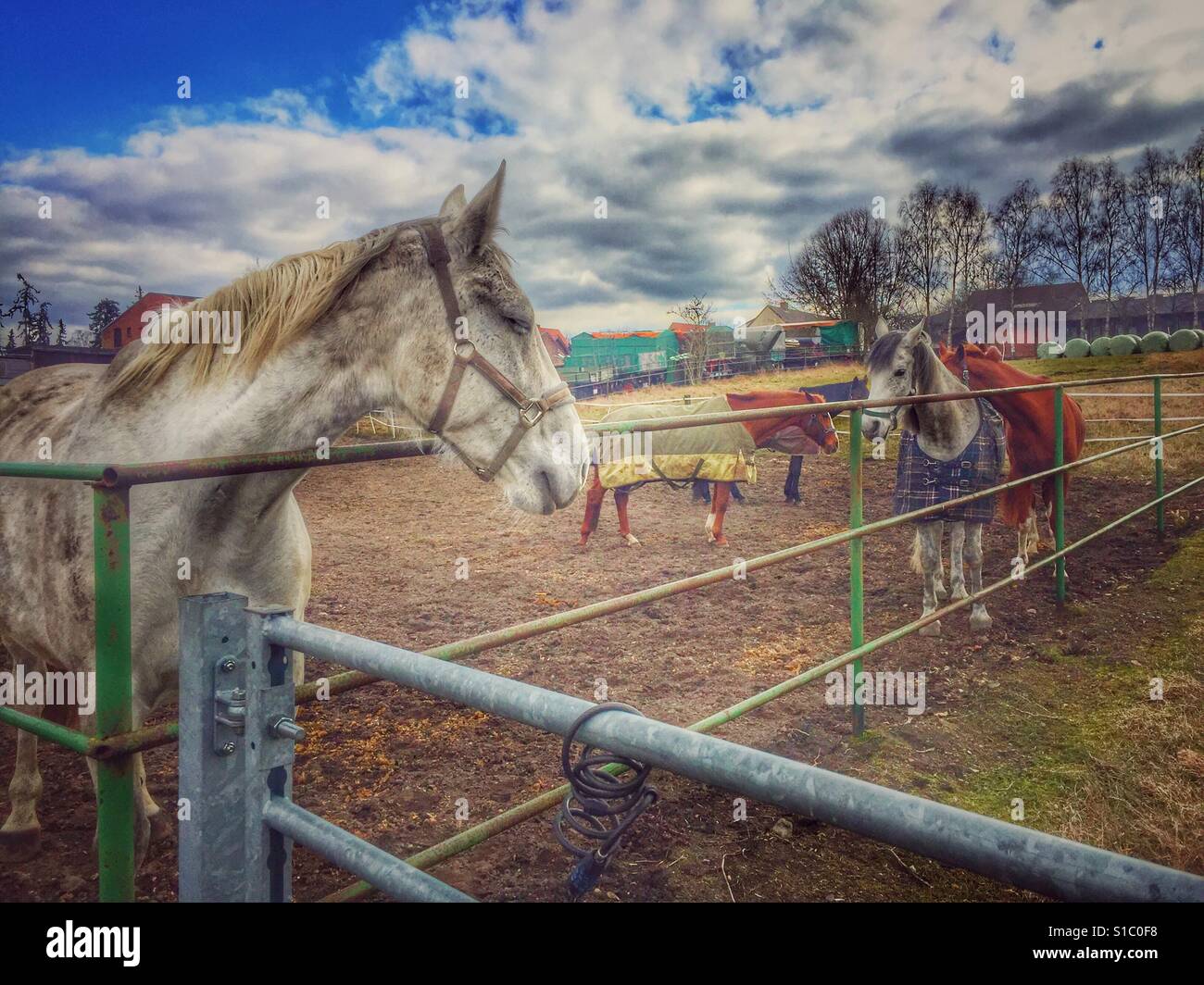 Animal animals horses mammal mammals outdoors hi-res stock photography ...