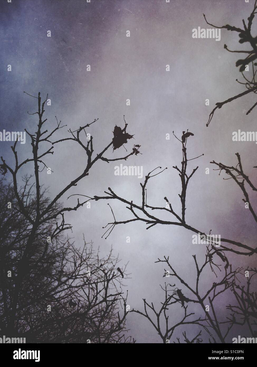 Winter trees - Smartphone Captured Stock Image