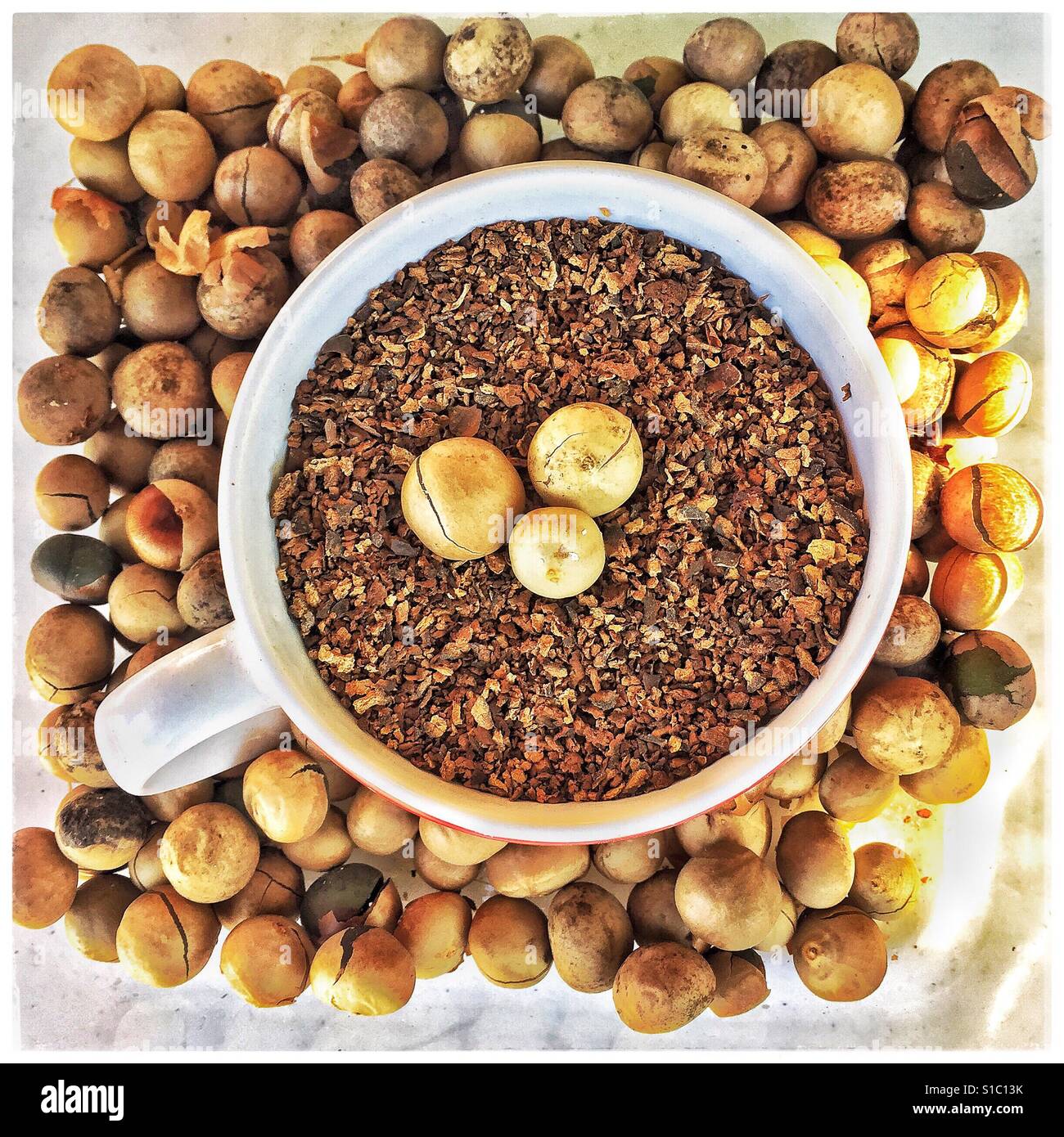 Capomo Also Known As Mayan Seed Or Maya Nut Is Roasted And Ground For A Delicious Coffee