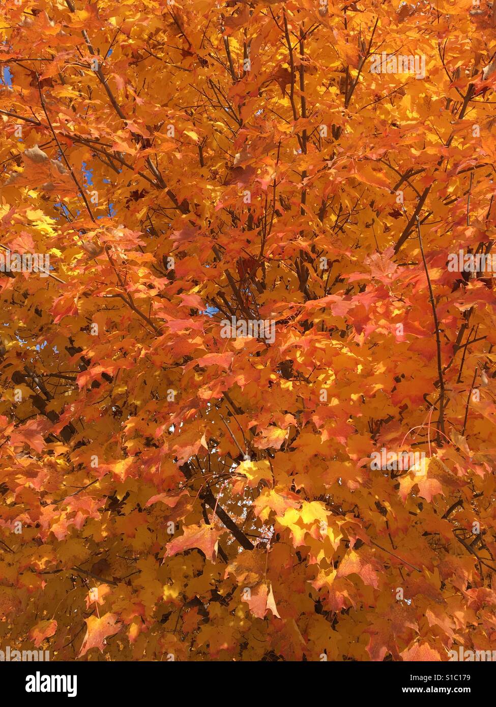 Fall colored leaves in Whitewater, Wisconsin - Smartphone Captured Stock Image