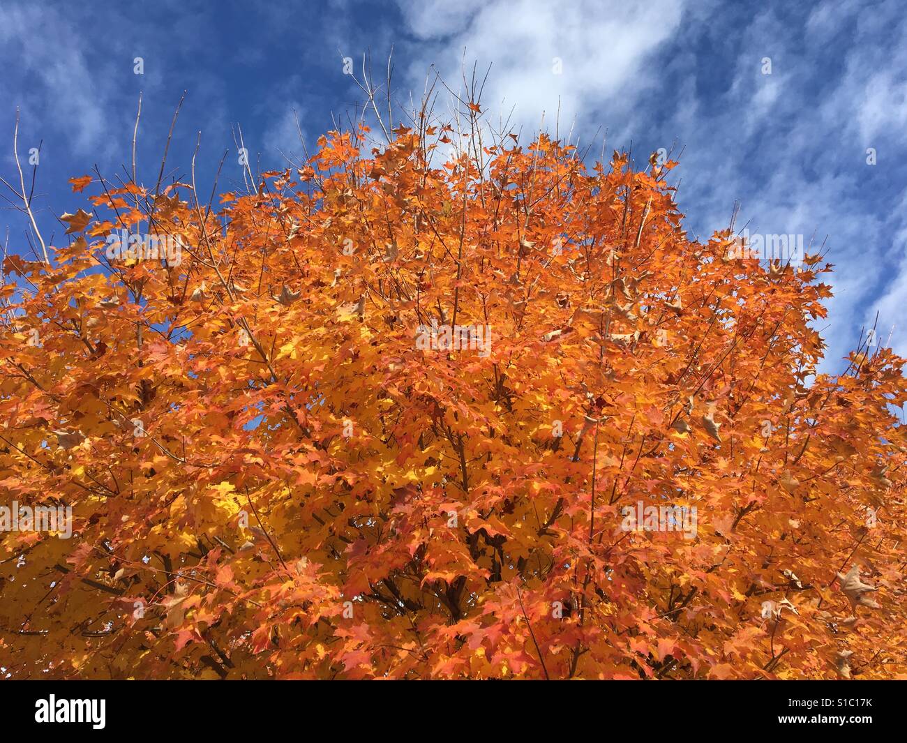 Autumn leaves on tree in Whitewater, Wisconsin - Smartphone Captured Stock Image