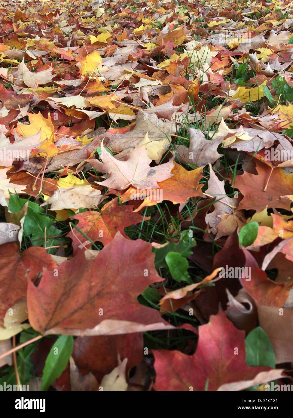 Up close of leaves on the ground Stock Photo