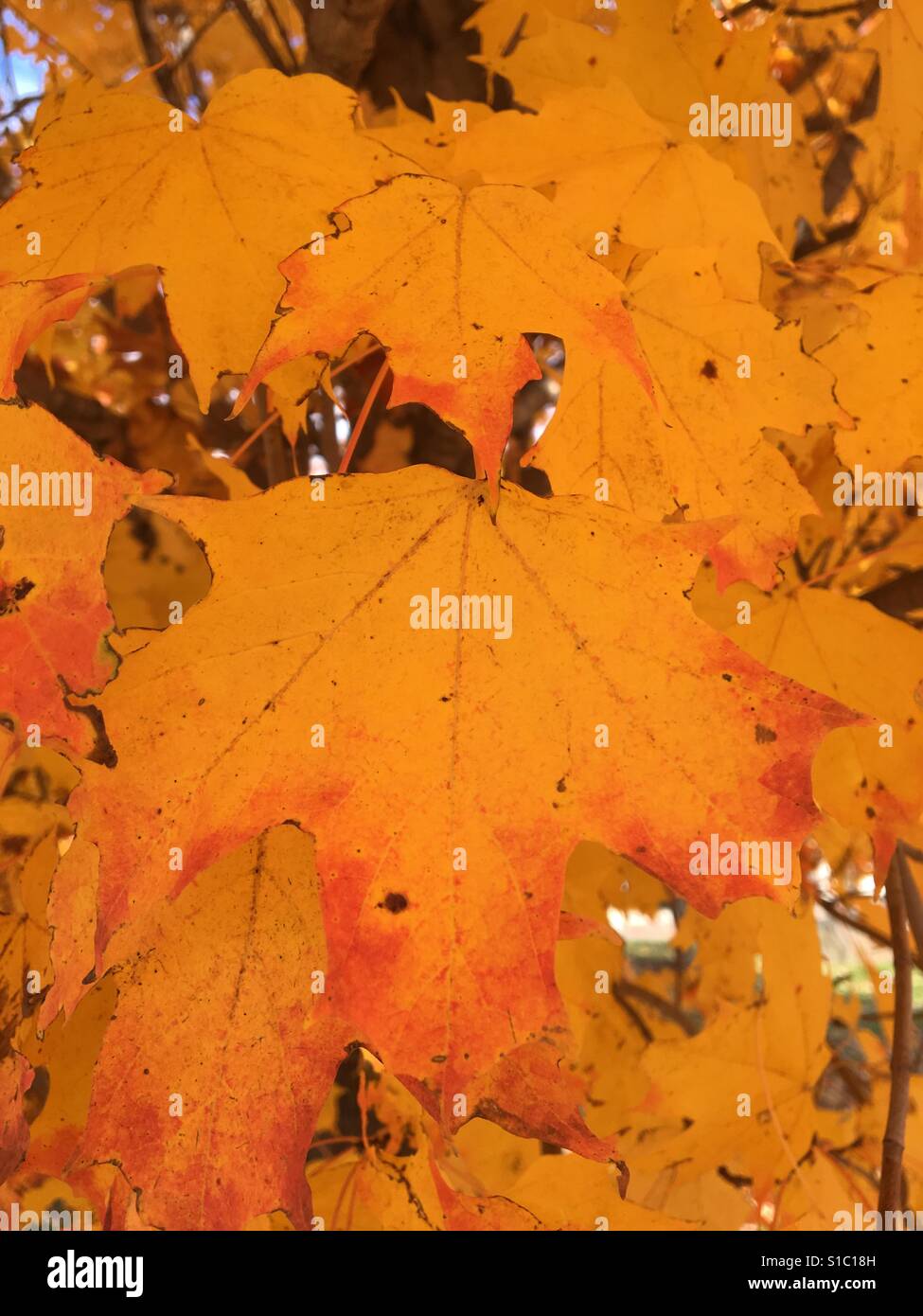 Up close of yellow leaf in the fall - Smartphone Captured Stock Image