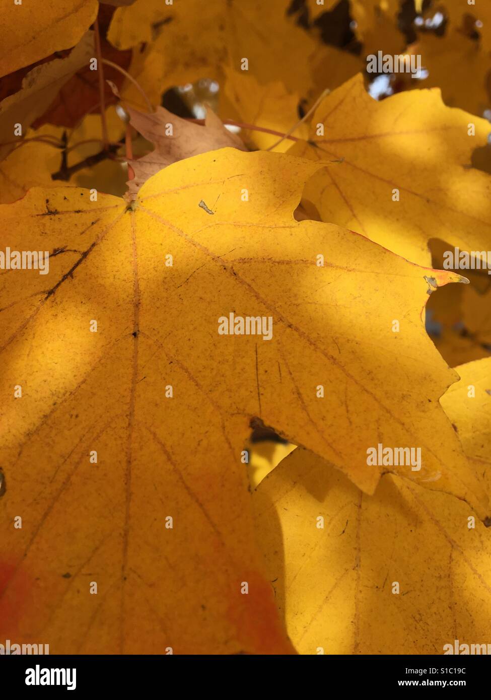Closeup of yellow leaf on tree - Smartphone Captured Stock Image