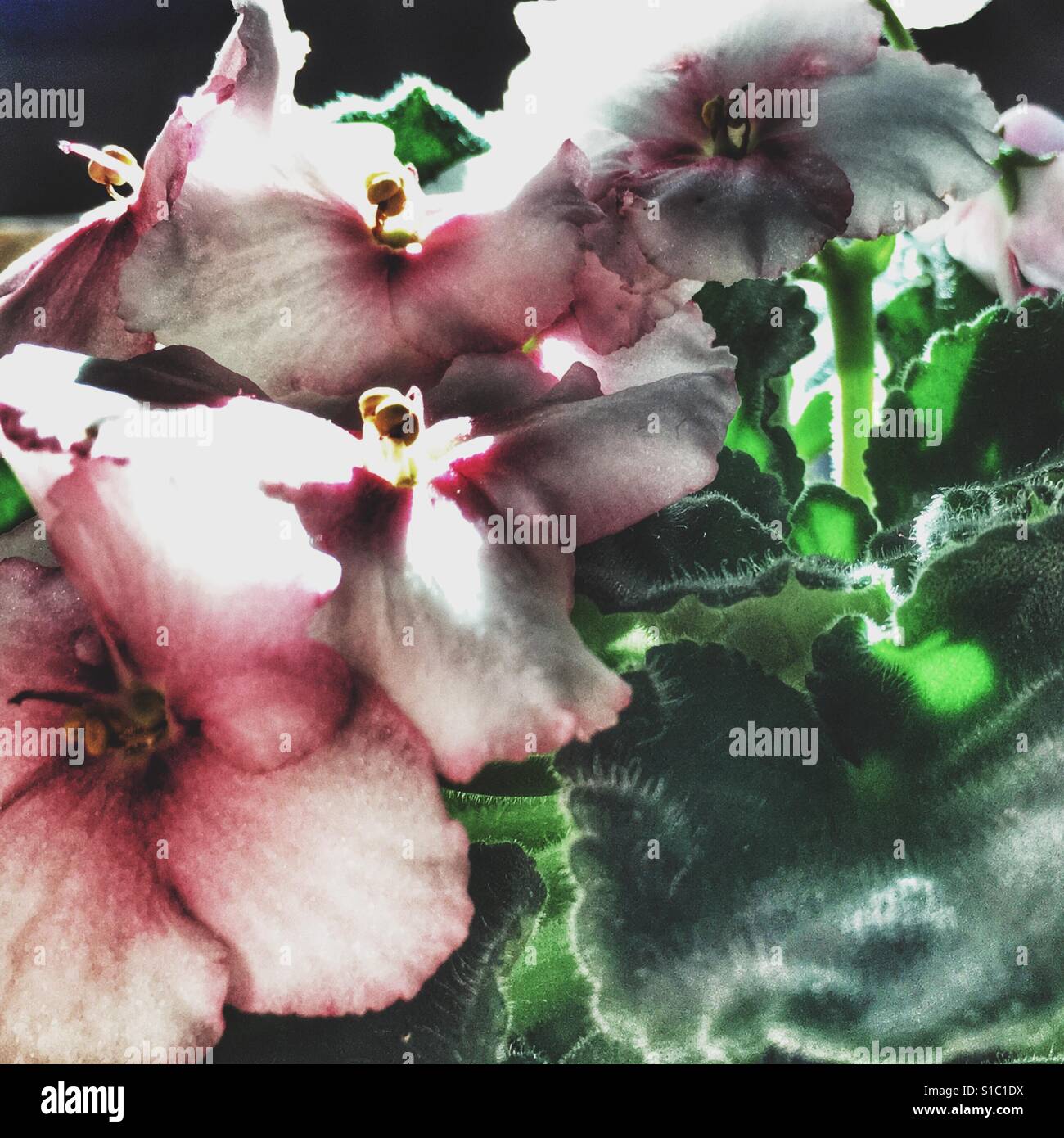 African violet - Smartphone Captured Stock Image