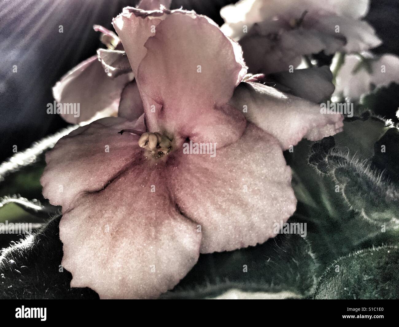 African violet - Smartphone Captured Stock Image