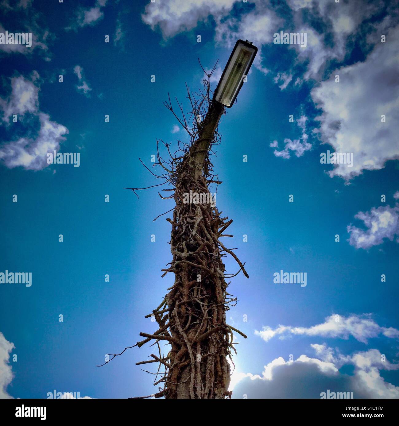 Tree Light - nature takes over - Smartphone Captured Stock Image