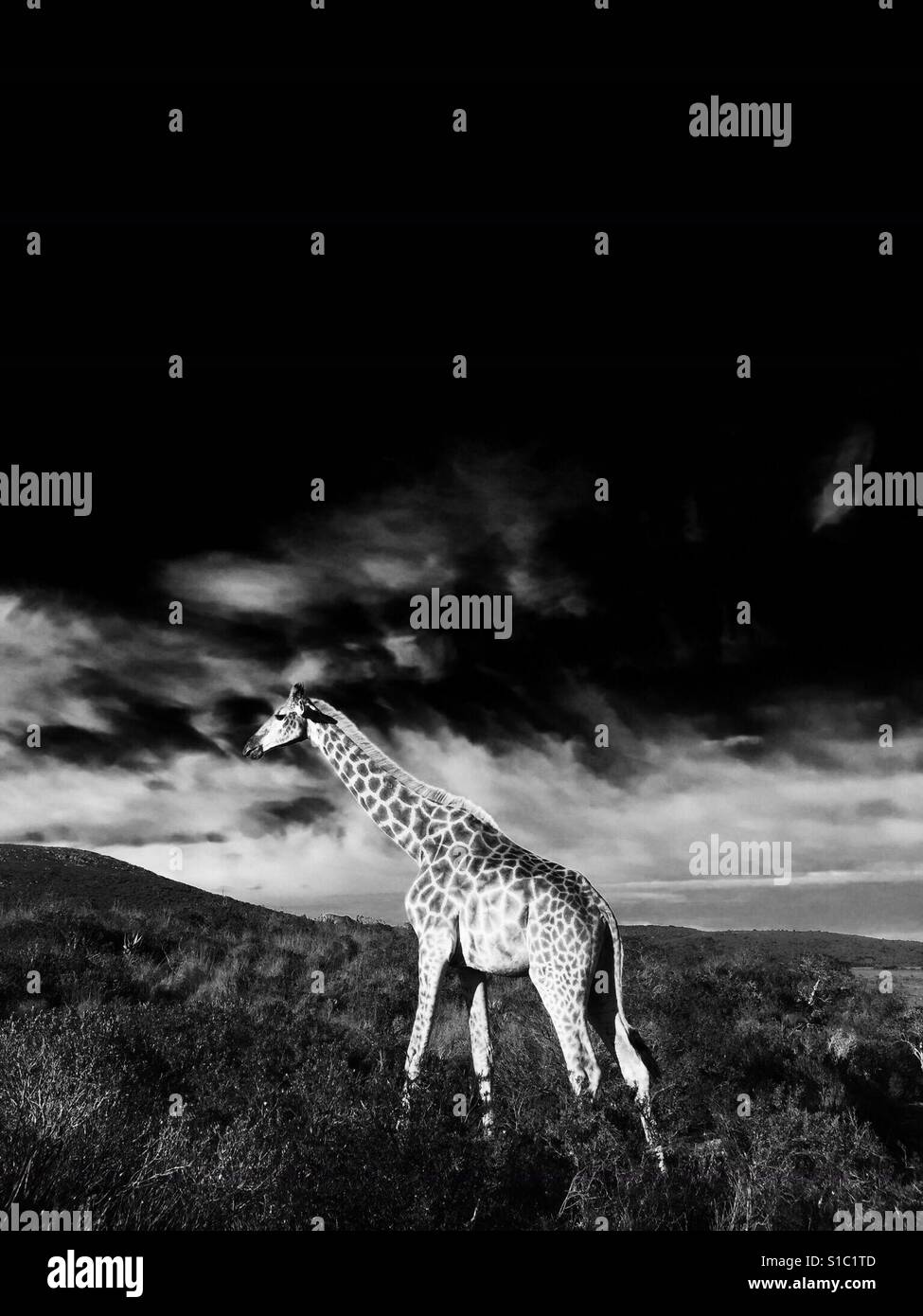 African safari trip hi-res stock photography and images - Alamy