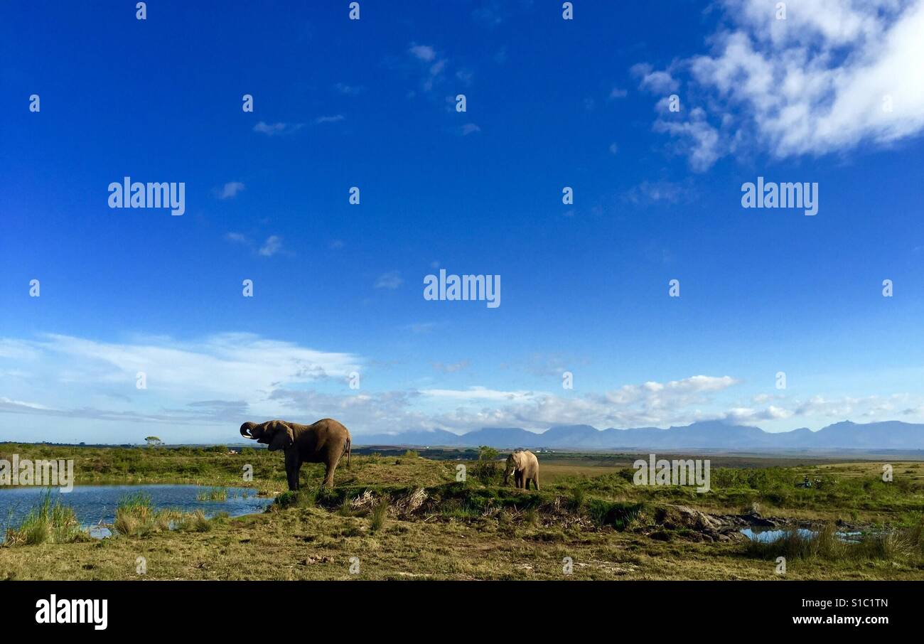 Africa trip hi-res stock photography and images - Alamy