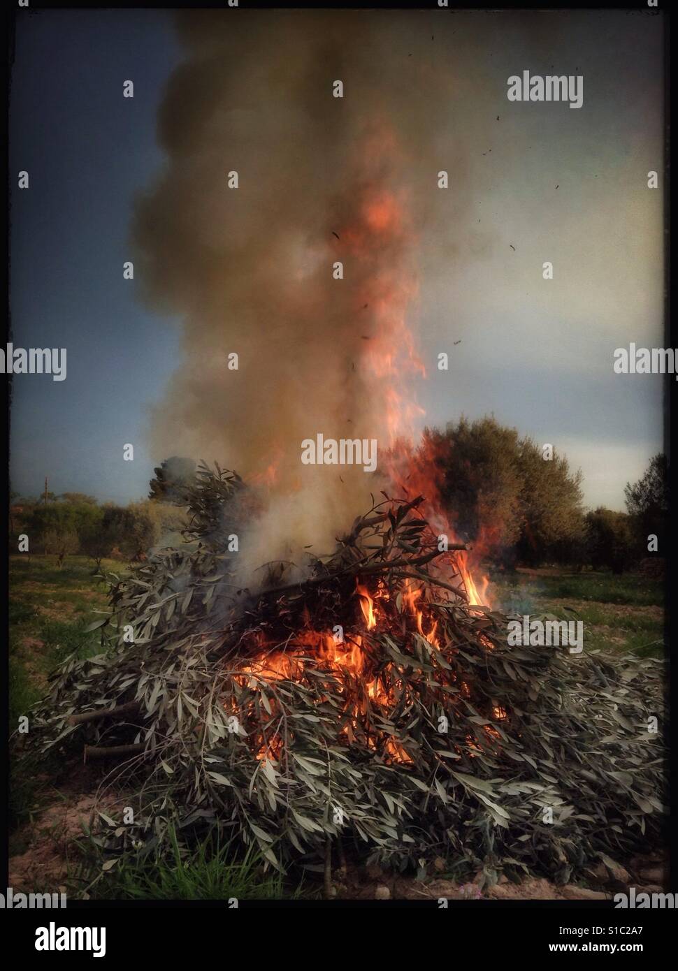 Daybreak bonfire in olive country, Catalonia, Spain. - Smartphone Captured Stock Image