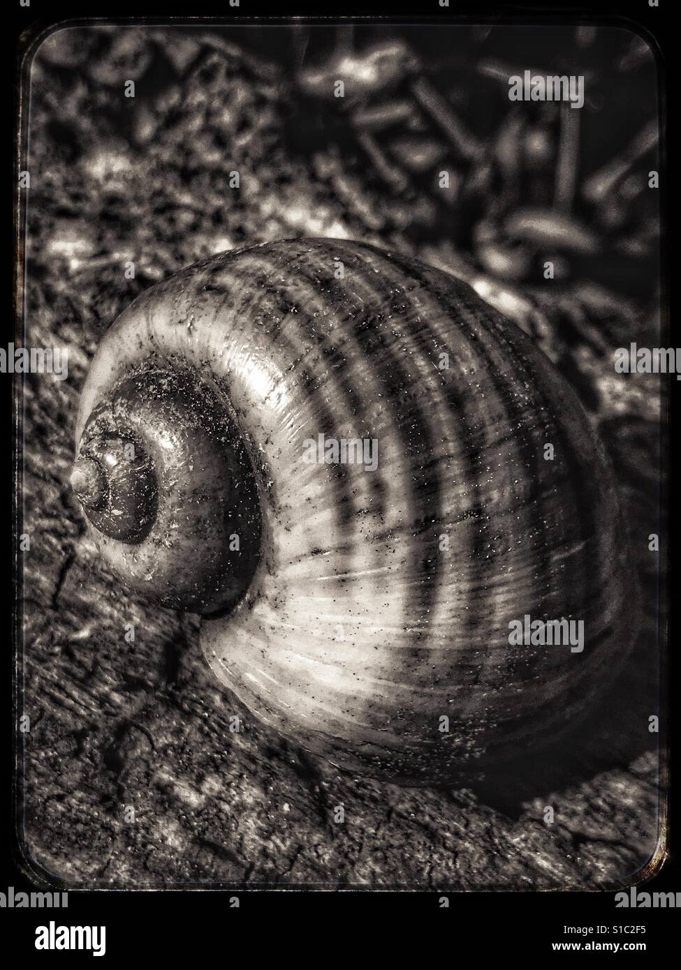 Striped snail shell on a log, Island Applesnail, Pomacea maculata Stock Photo