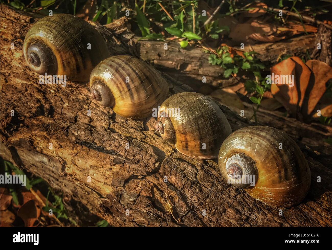Four snail shells on a log, Island Applesnail, Pomacea maculata Stock Photo