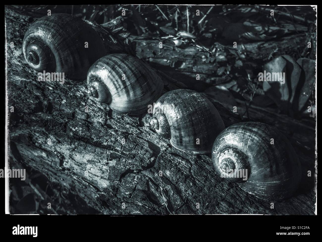 Four snail shells on a log, Island Applesnail, Pomacea maculata - Smartphone Captured Stock Image