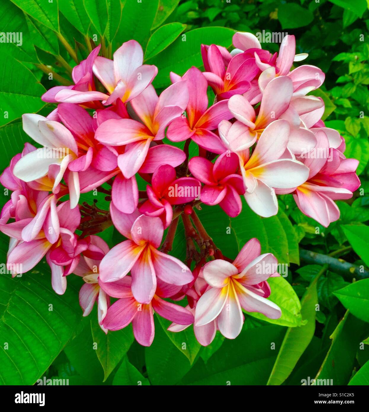 Pink Plumeria Stock Photo Alamy