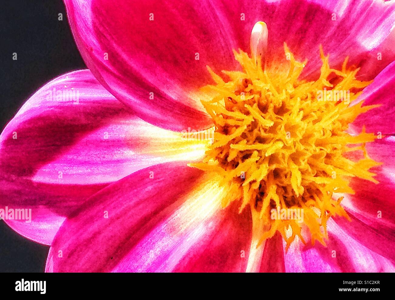 Seed dahlia hi-res stock photography and images - Alamy