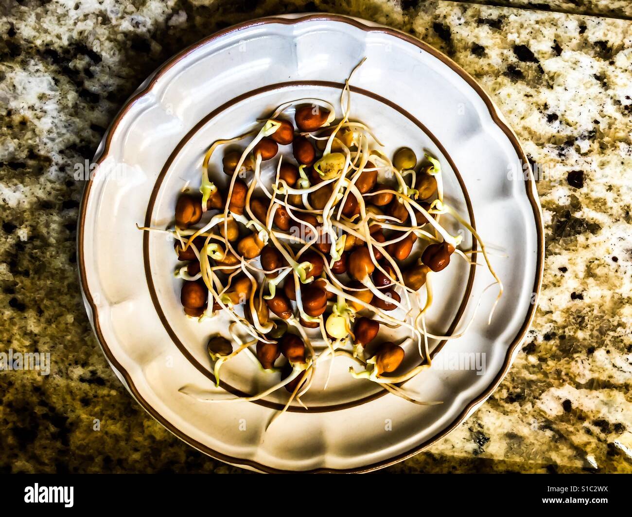 Chickpea Sprouts in a round plate sitting on a granite counter, ready, Ontario, Canada. At their peak flavour. Premium quality. Fresh as fresh can be. - Smartphone Captured Stock Image