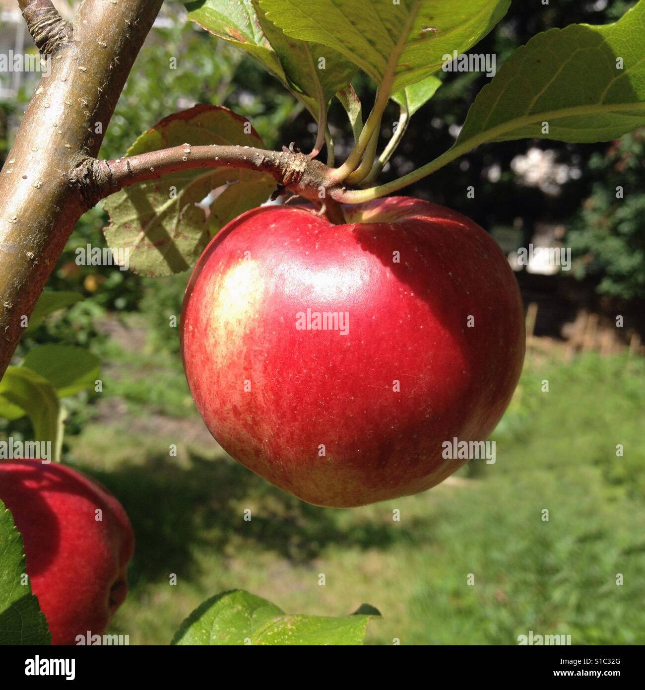 A red apple in a vegetable garden - Smartphone Captured Stock Image
