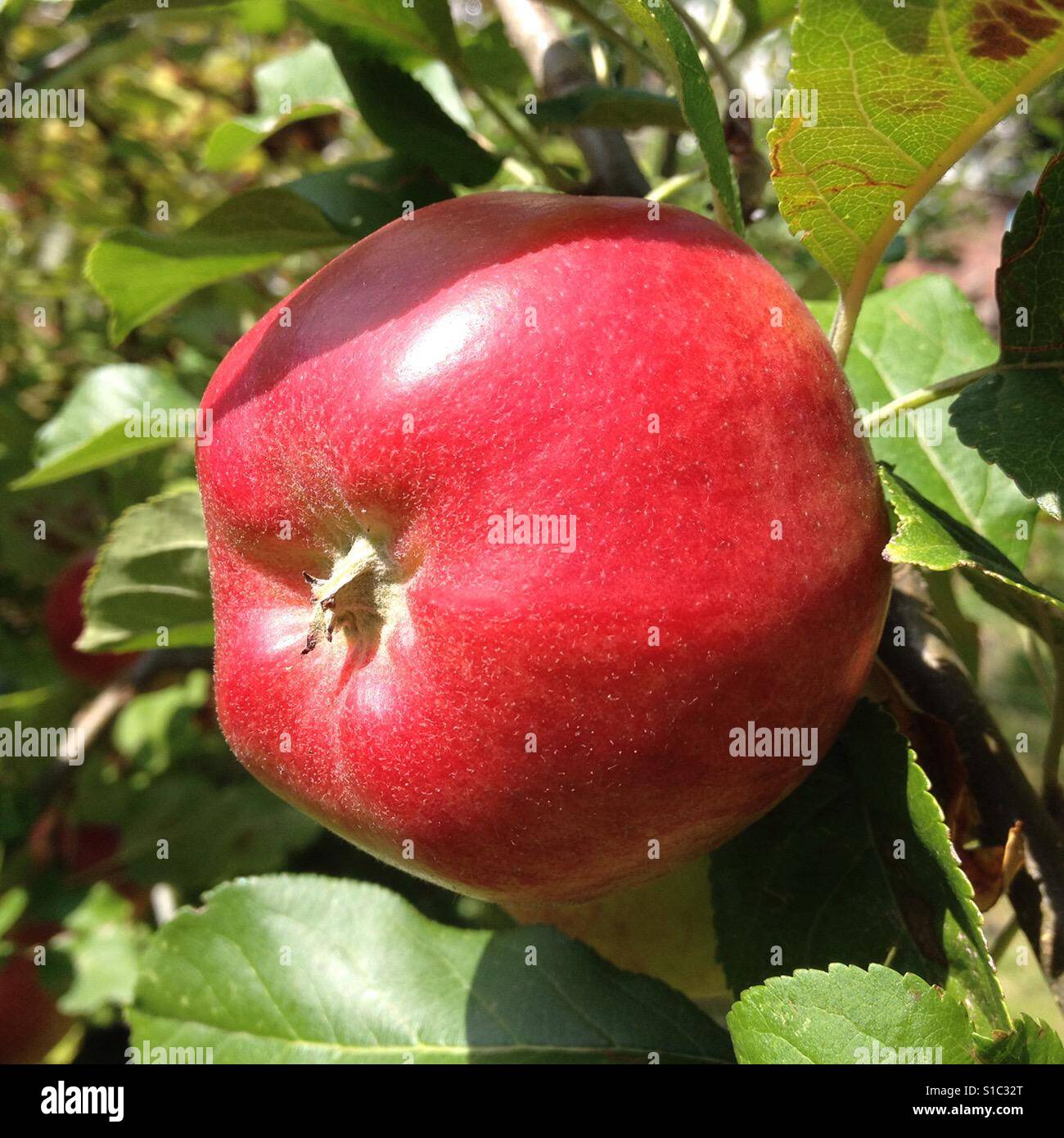 A red apple in a vegetable garden - Smartphone Captured Stock Image