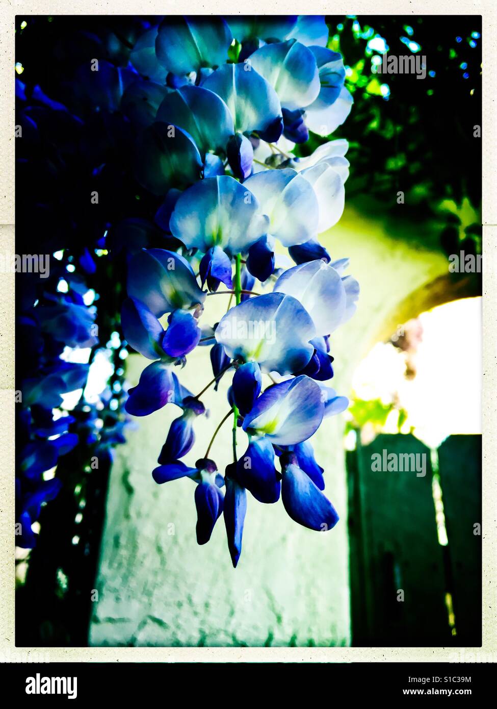 Hanging buds hires stock photography and images Alamy