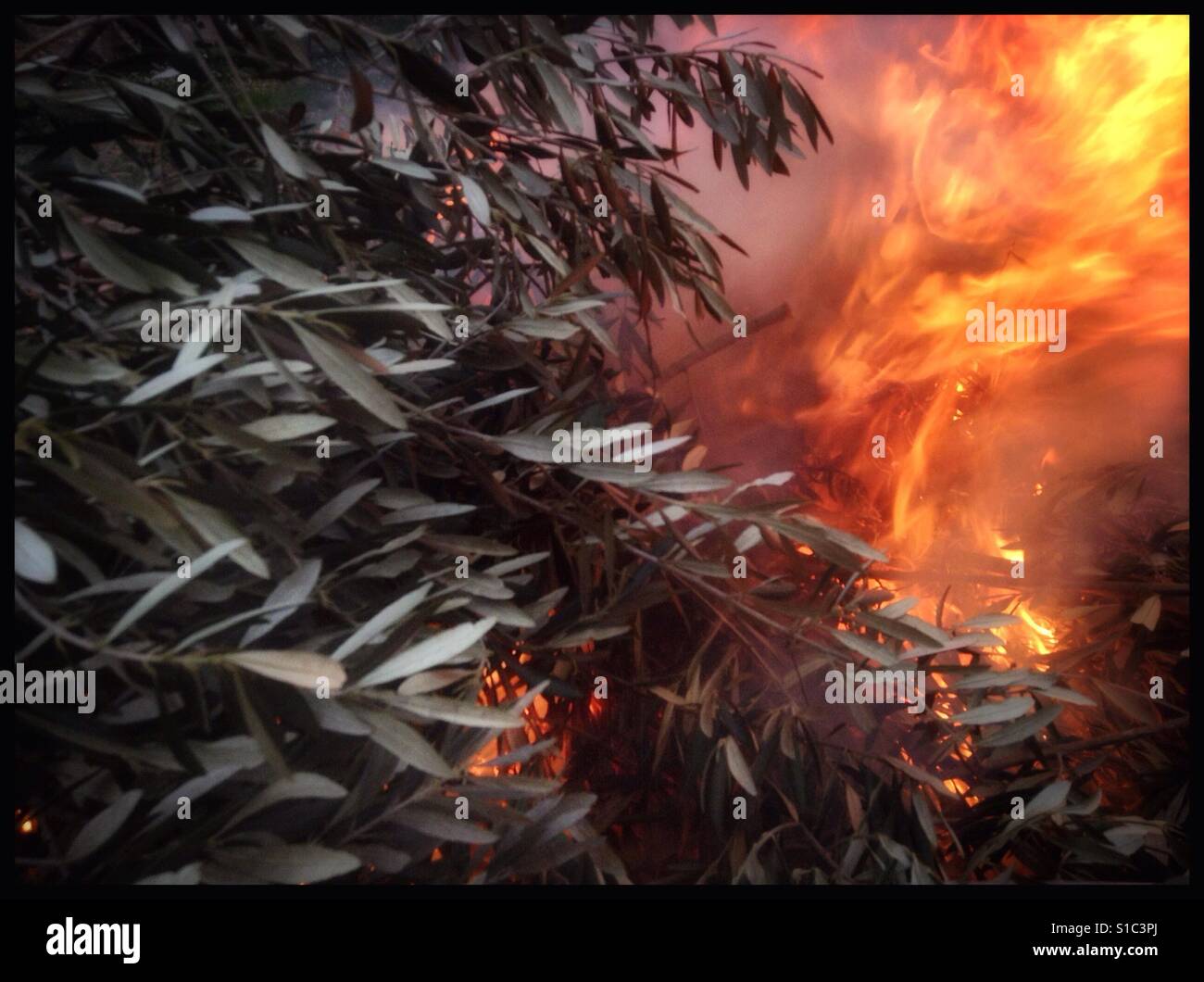 Daybreak bonfire in olive country, Catalonia, Spain. - Smartphone Captured Stock Image