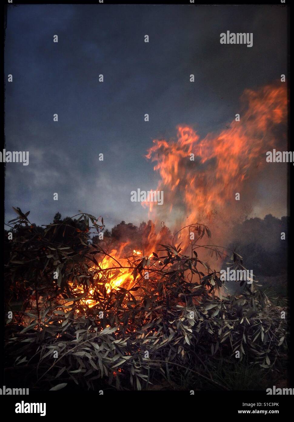 Daybreak bonfire in olive country, Catalonia, Spain. - Smartphone Captured Stock Image