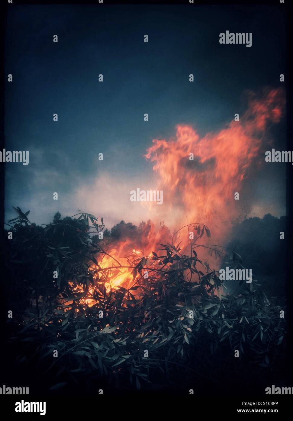 Daybreak bonfire in olive country, Catalonia, Spain. - Smartphone Captured Stock Image