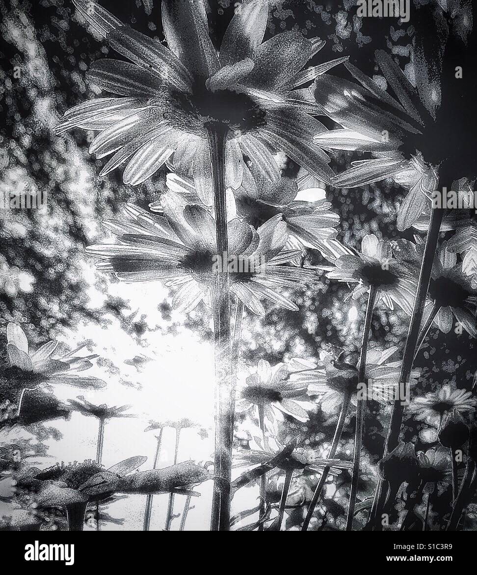 Daisies in monochrome from below. - Smartphone Captured Stock Image