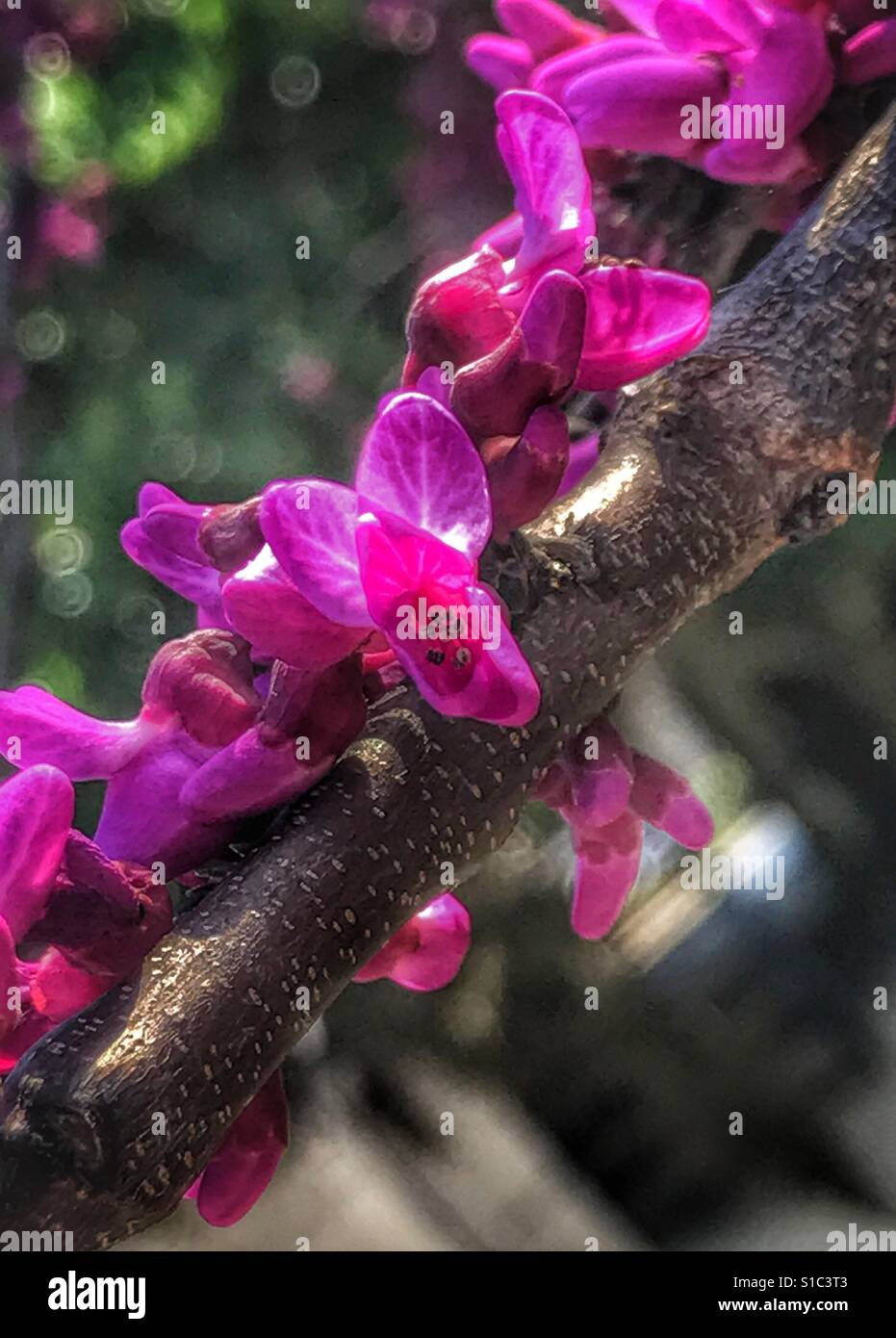 Eastern Redbud tree branch with vibrant magenta blooms, Cercis canadensis - Smartphone Captured Stock Image