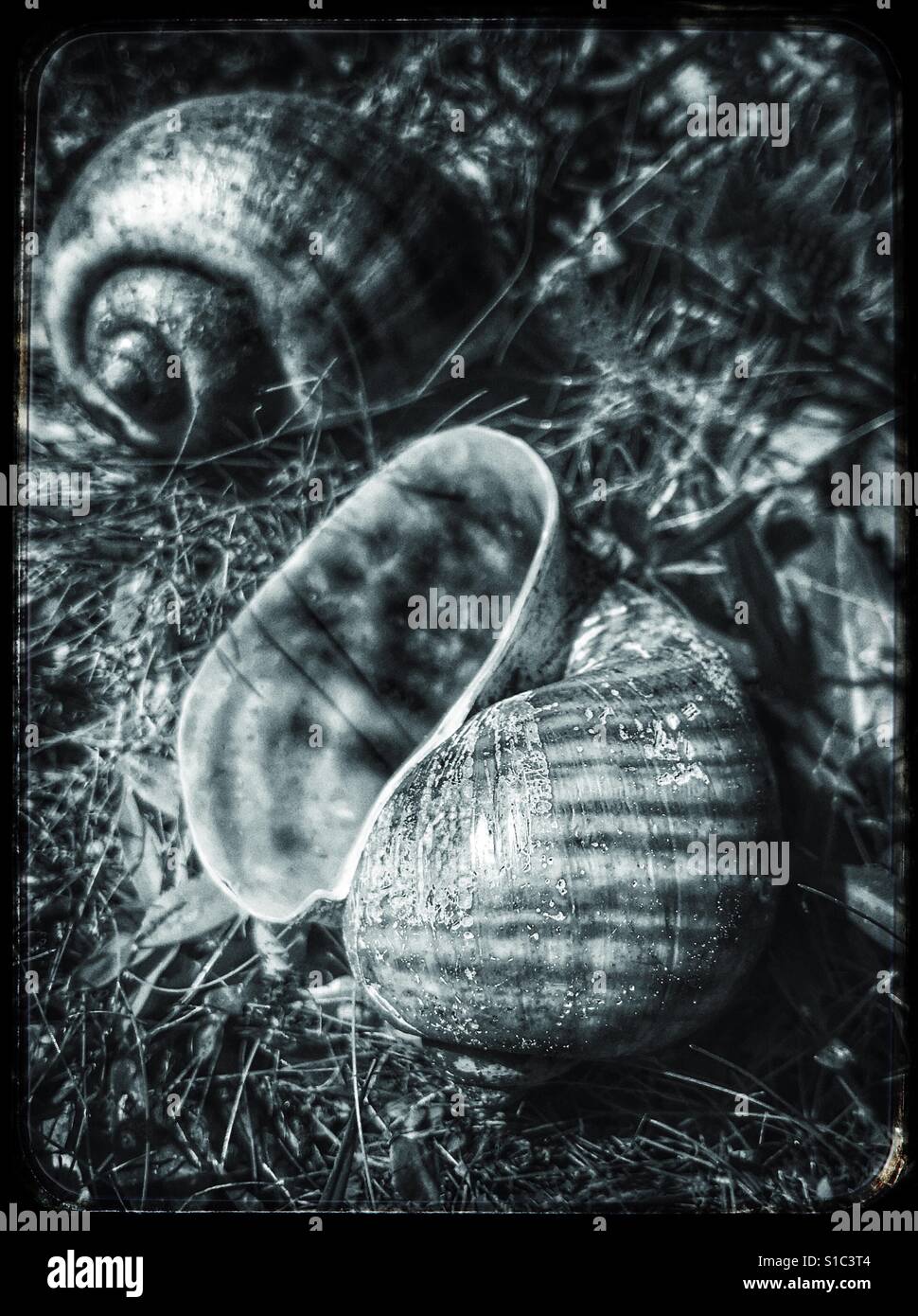 Snail shells in the grass, Island Applesnail, Pomacea maculata Stock Photo