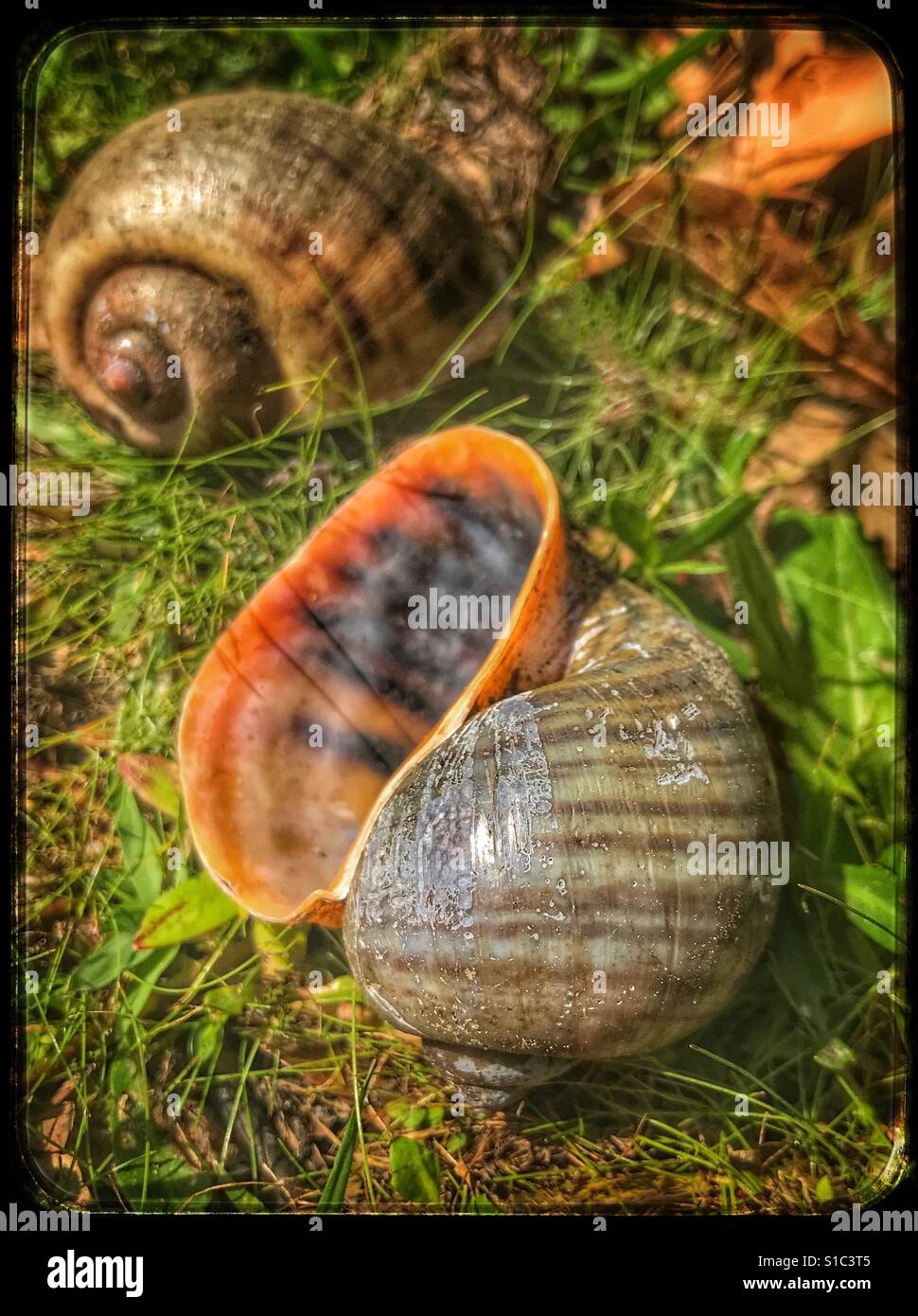 The beautiful colors of an Island Applesnail shell, Pomacea maculata Stock Photo