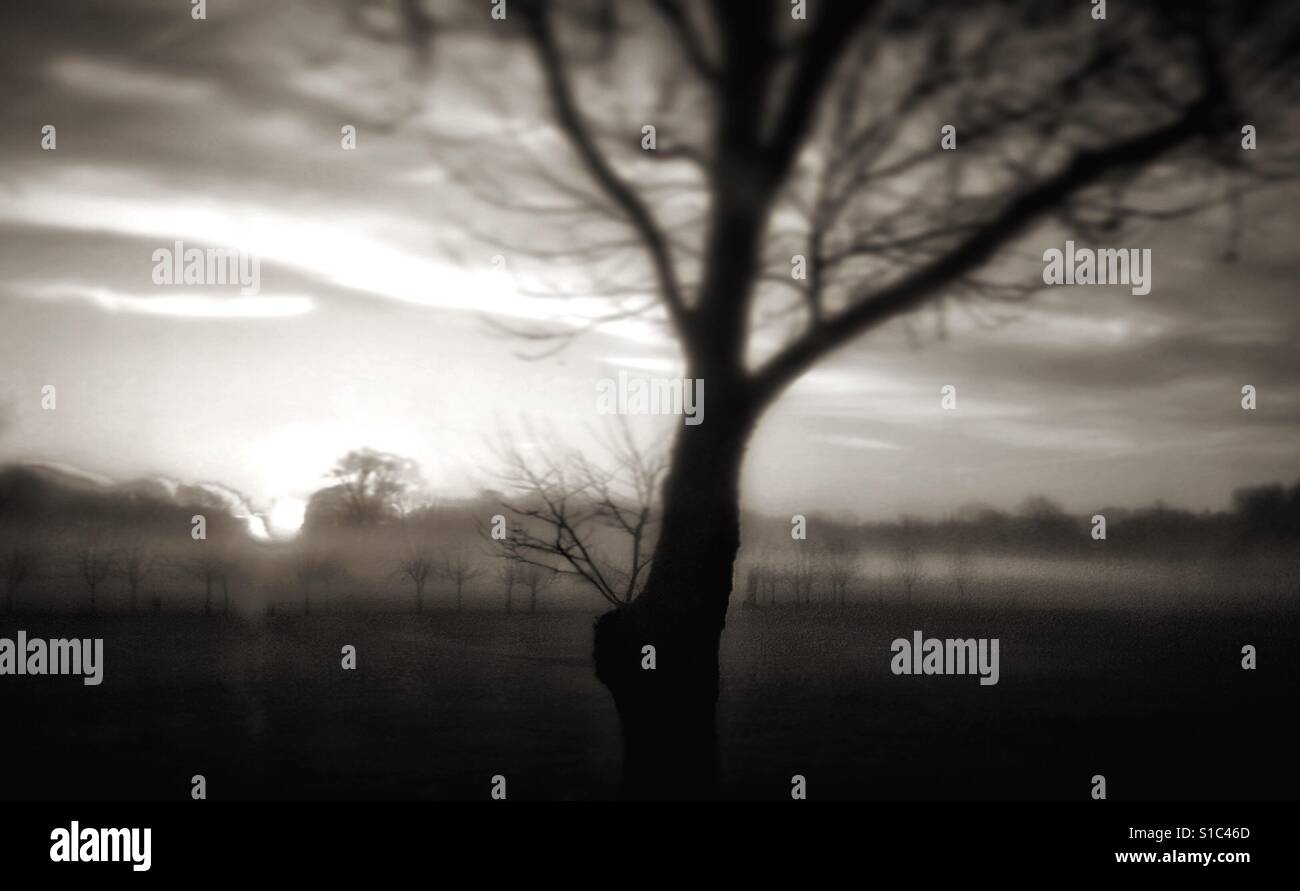 Peckham Rye morning. - Smartphone Captured Stock Image