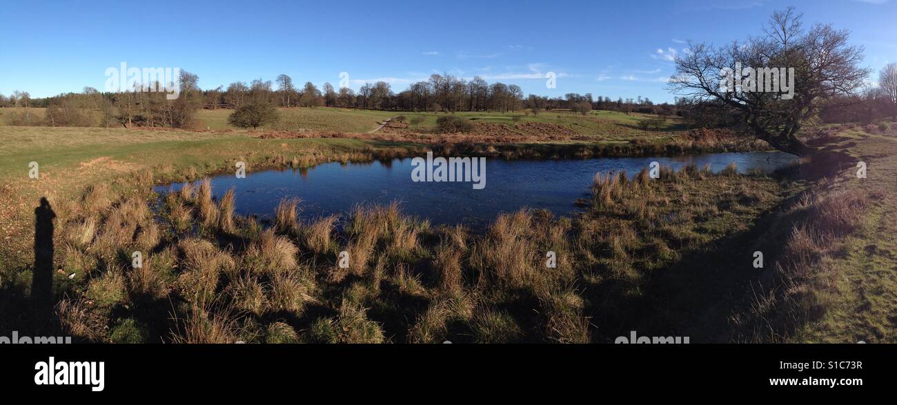 Pond at Knole Park - Smartphone Captured Stock Image