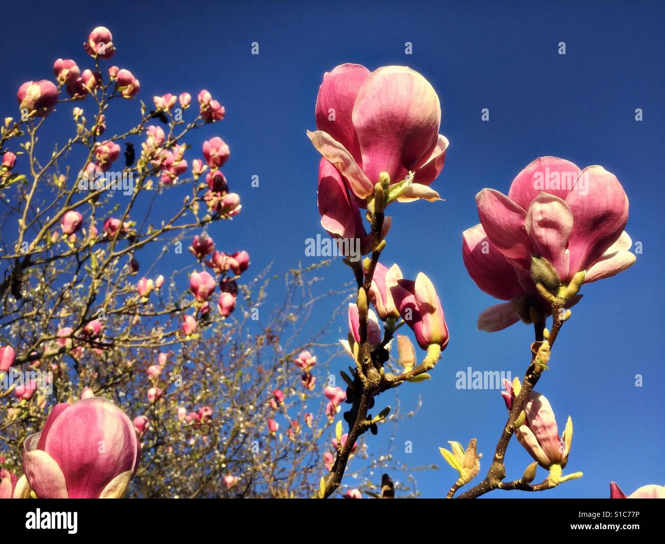 Flowers blossom on a magnolia tree in Hartley Wintney in Hampshire. Stock Photo