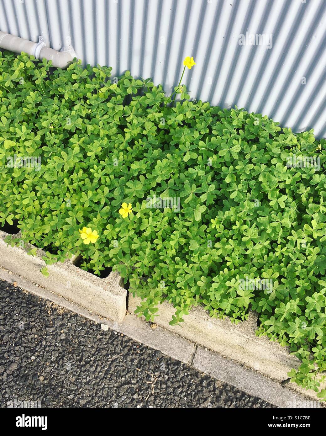Street side plants Stock Photo Alamy