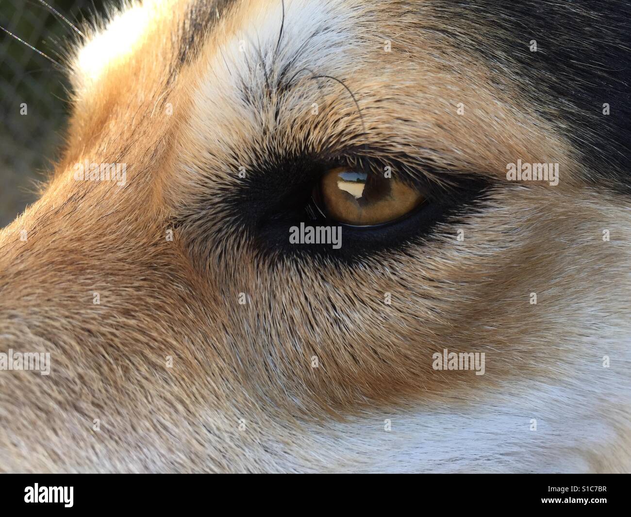 Lovely german shepherd dog pet eye closer Stock Photo