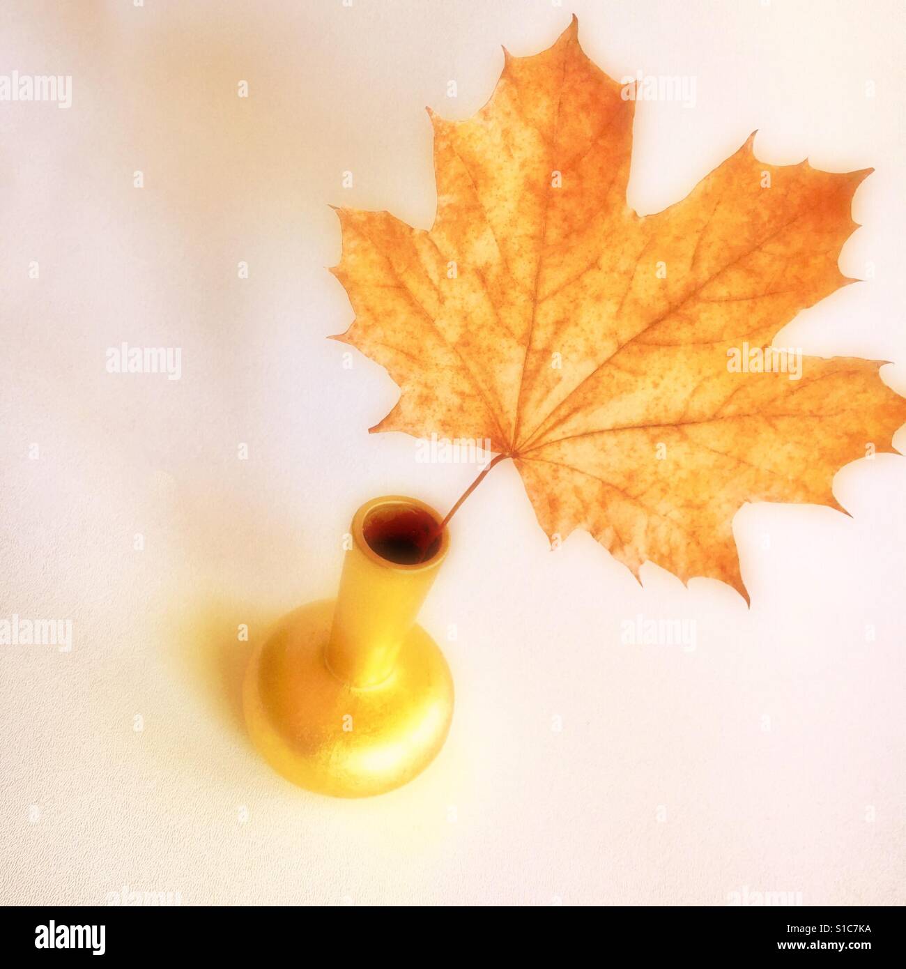 Maple leaf in golden vase - Smartphone Captured Stock Image