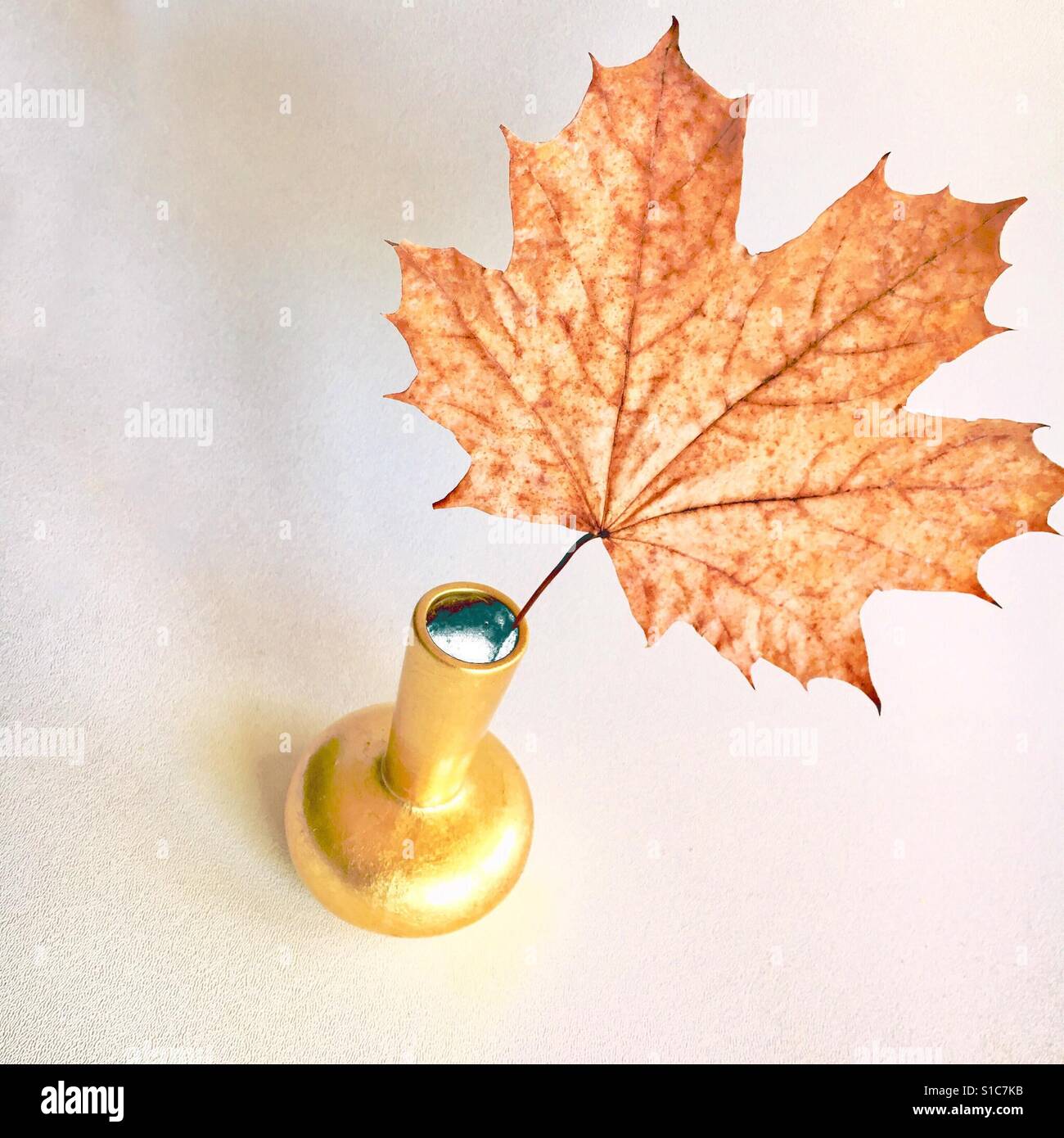Maple leaf in golden vase - Smartphone Captured Stock Image